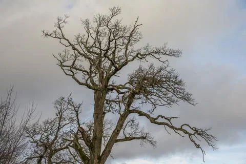 Leafless tree and blue sky with clouds Stock Photos