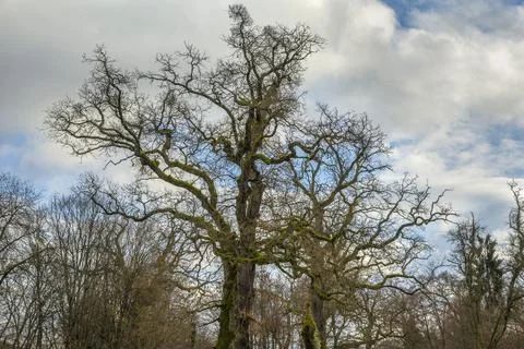 Leafless tree and blue sky with clouds Stock Photos