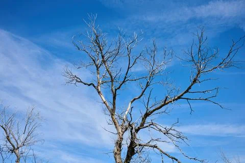 Leafless tree and blue sky with white clouds Stock Photos