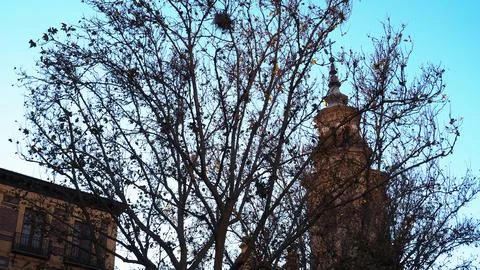 Leafless Tree and Historic Tower Stock Photos