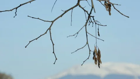 Leafless tree and mountains in Spring 02 Vídeos de archivo 99388865