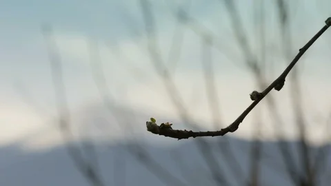 Leafless tree and mountains in Spring 03 Vídeos de archivo 99388919