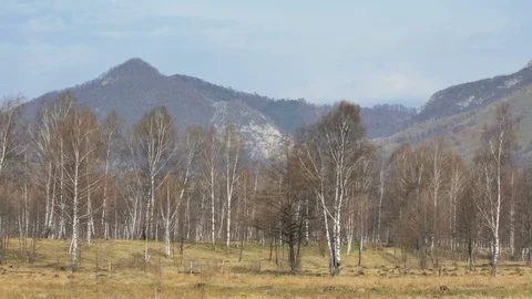 Leafless tree and mountains in Spring 04 Stock-Footage 99388931