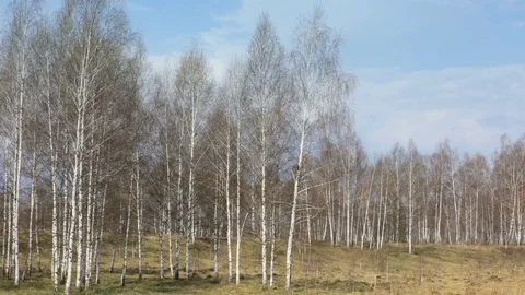 Leafless tree and mountains in Spring 06 Stock Footage 99388992
