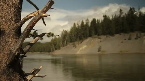 Leafless tree and river in Yellowstone National Park Stock Footage 21887849