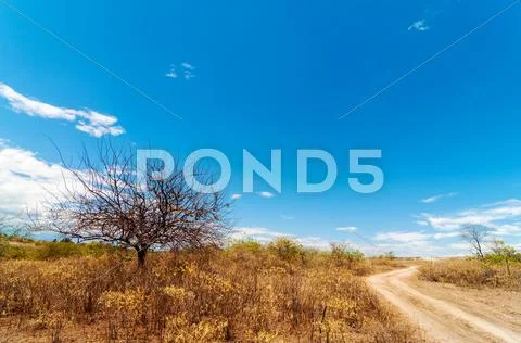 Leafless Tree and Road Stock Photos