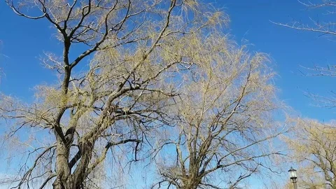 Leafless tree on the background of a blue sky 動画素材 85133764