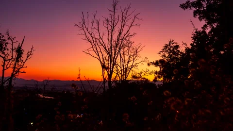 Leafless tree on the beautiful colour sunset sky Stock Footage 257506068