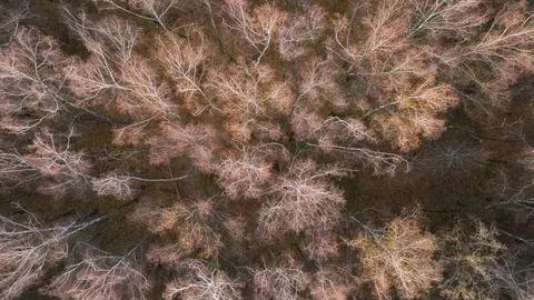 Leafless tree birchs by drone. Beautiful fall season scenery. Stock Photos
