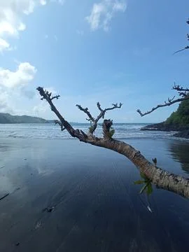 Leafless tree by the black sandy beach Stock Photos