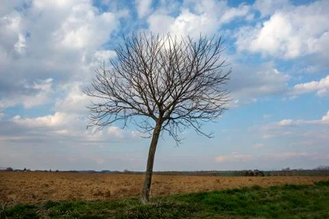 Leafless tree with blue sky and white clouds Stock Photos
