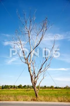Leafless tree with blue sky Stock Photos