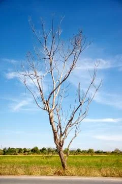 Leafless tree with blue sky Stock Photos