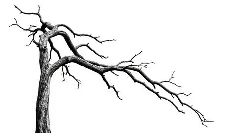 Leafless tree branch against white sky Stockillustratie