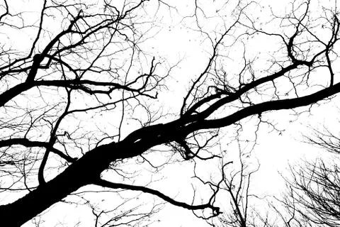 Leafless tree branch Stock Illustration