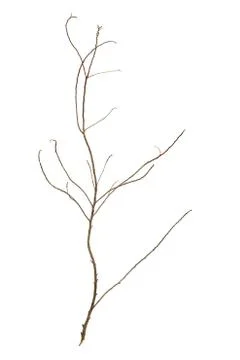 Leafless tree branch Stock Photos