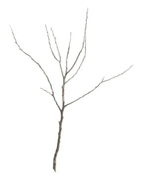 Leafless tree branch Stock Photos
