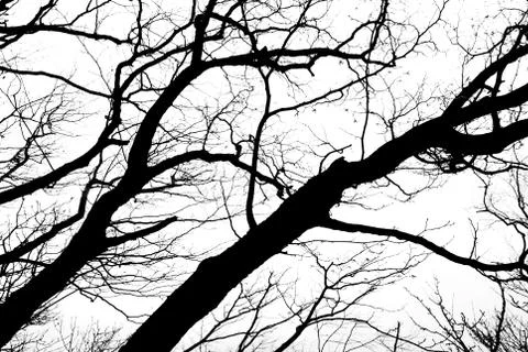 Leafless tree branch Stock Photos