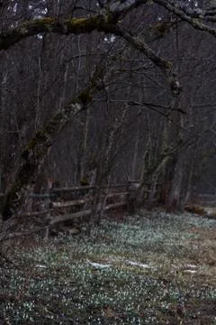 Leafless tree branches above the glade Stock Photos