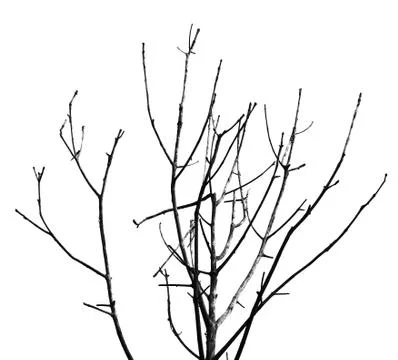 Leafless tree branches abstract background. black and white. Stock Photos