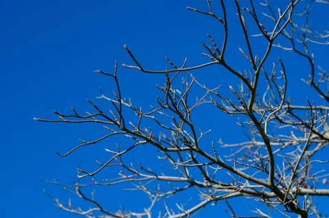 Leafless tree branches against the blue sky Foto stock