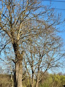 Leafless tree branches against blue sky vertical view Stock Photos