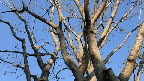 Leafless Tree Branches Against Clear Blue Sky with Sparse Green Foliage Vídeos de archivo 339705702