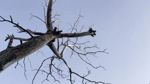 Leafless Tree Branches Against Clear Blue Sky Stock Footage 346263271