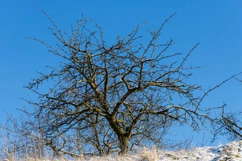 Leafless tree branches against a clear blue winter sky Stock Photos