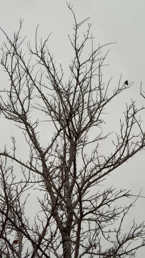 Leafless Tree Branches Against Gray Sky Stock Footage 344593695