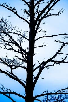 Leafless tree branches against a gray sky in winter. Stock Photos