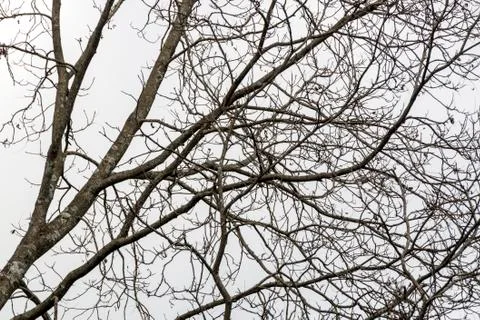 Leafless Tree Branches Against Overcast Sky Background Stock Photos