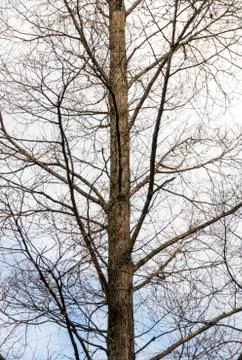 Leafless Tree Branches Against Overcast Sky Background Stock Photos