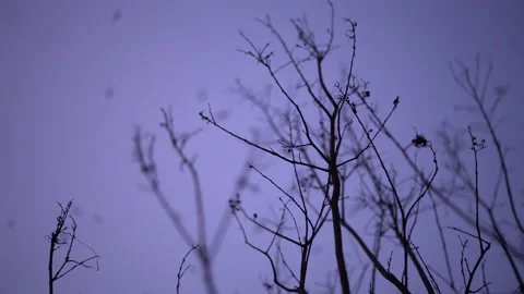 Leafless Tree Branches Against Purple Dusk Sky Stockbeeldmateriaal 342872858