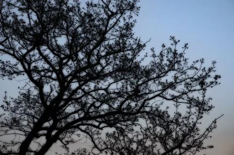 Leafless tree branches against soft twilight sky for autumn nature Stock Photos