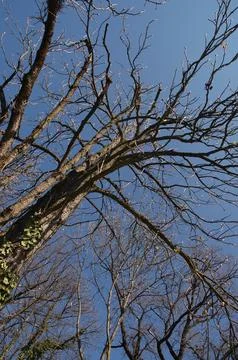 Leafless Tree Branches and Buds Against a Clear Blue Sky Stock Photos