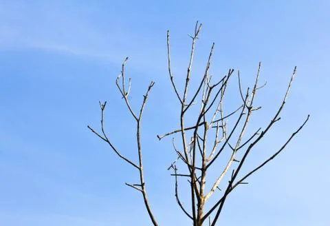 Leafless tree branches on blue sky background Stock Photos