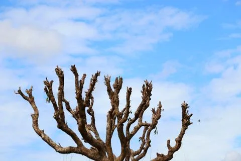 Leafless tree branches with blue sky Stock Photos