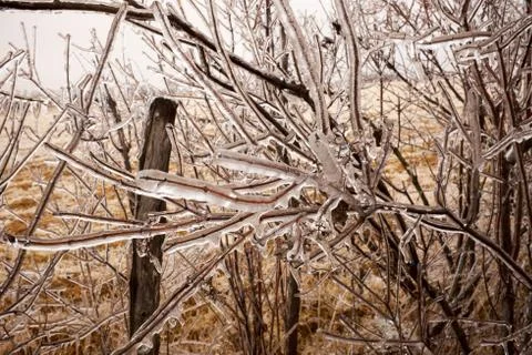 Leafless tree branches encased in ice Stock Photos