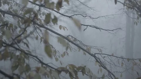 Leafless tree branches fade into thick fog, creating a mysterious woodland sc Stock Footage 342237915