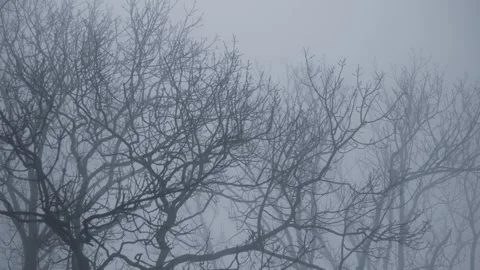 Leafless tree branches fade into thick fog, creating a mysterious woodland sc Stock Footage 342237951