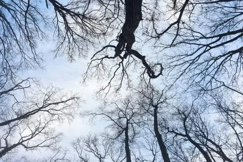 Leafless tree branches form intricate patterns against a backdrop of a cloudy Stock Photos