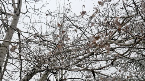 Leafless tree branches with ice Stock Footage 121352878