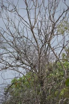 Leafless Tree Branches Minimal Silhouette On Overcast Sky Stock Photos
