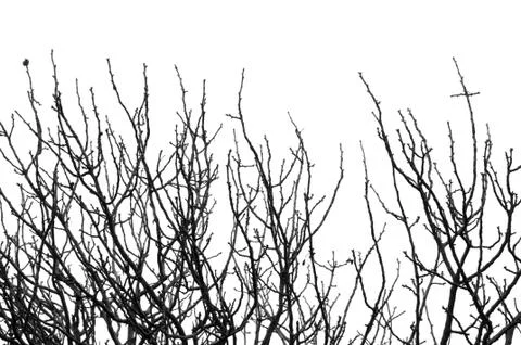 Leafless tree branches Stock-Fotos