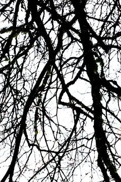 Leafless tree branches. Stock Photos