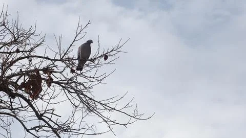 Leafless tree branches with a pigeon about to take flight Foto stock