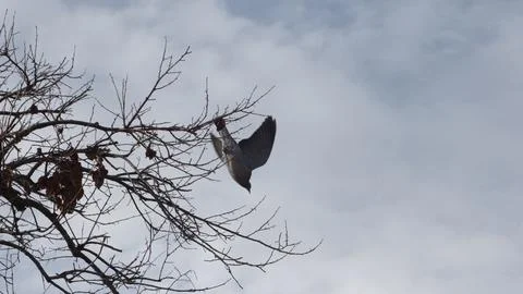Leafless tree branches with a pigeon about to take flight Stock Photos