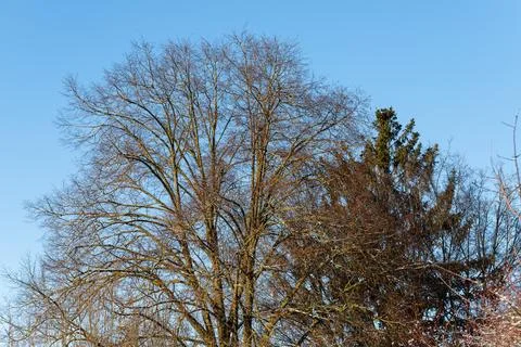 Leafless tree branches reaching blue winter sky Stock Photos