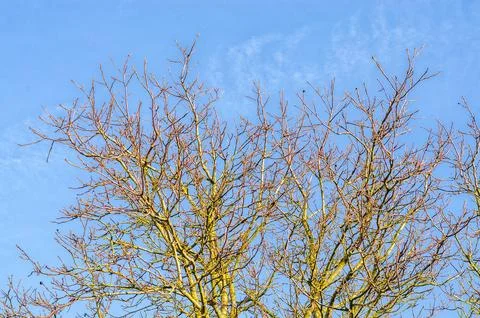 Leafless tree branches reaching towards a clear blue sky in bright winter s.. Stock Photos